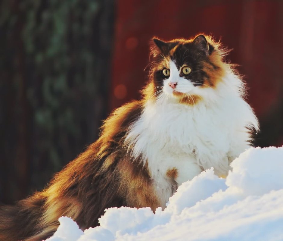 Норвежская Лесная кошка трехцветная