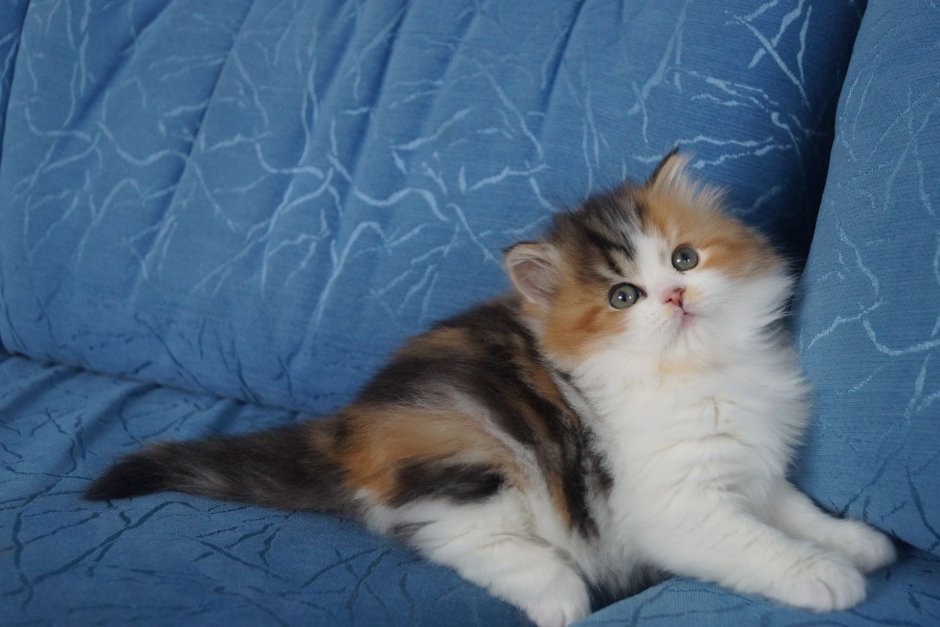 Трехцветная кошка с котятами