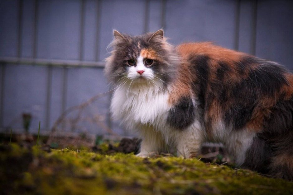 Толстая трехцветная кошка