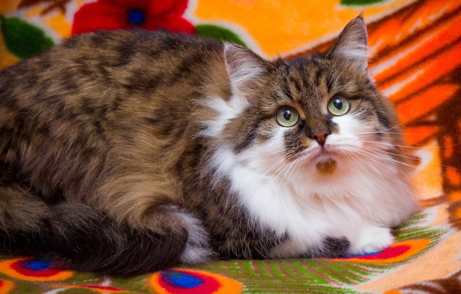 Сибирская кошка трехцветная котенок