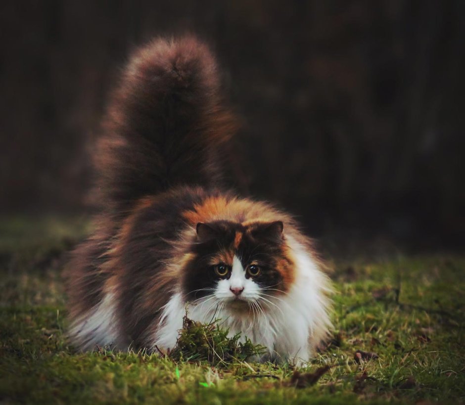 Норвежский Лесной кот