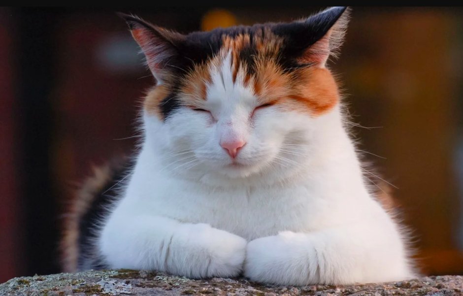 Трёхцветная кошка