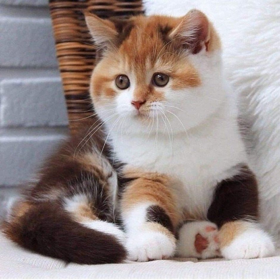 Белая трехцветная кошка