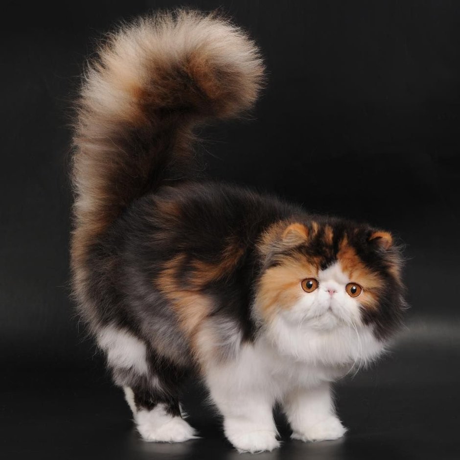 Сибирская кошка трехцветная