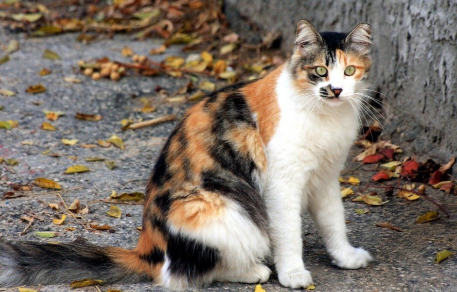 Трехцветный кот Мейн кун