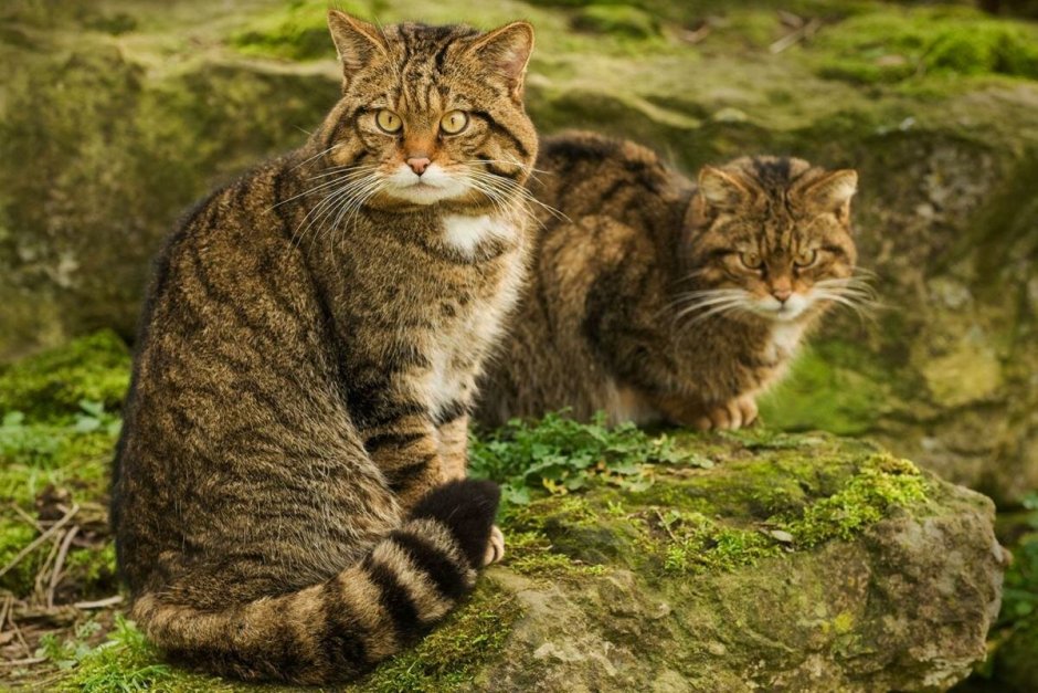 Европейская Дикая Лесная кошка