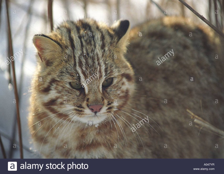 Амурский Лесной кот фауна дальнего Востока