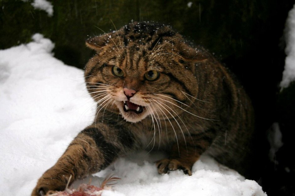 Дальневосточная лесная кошка