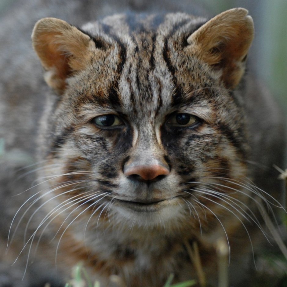 Дальневосточный Амурский Лесной кот