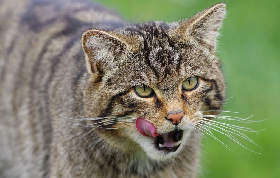 Амурский Лесной кот
