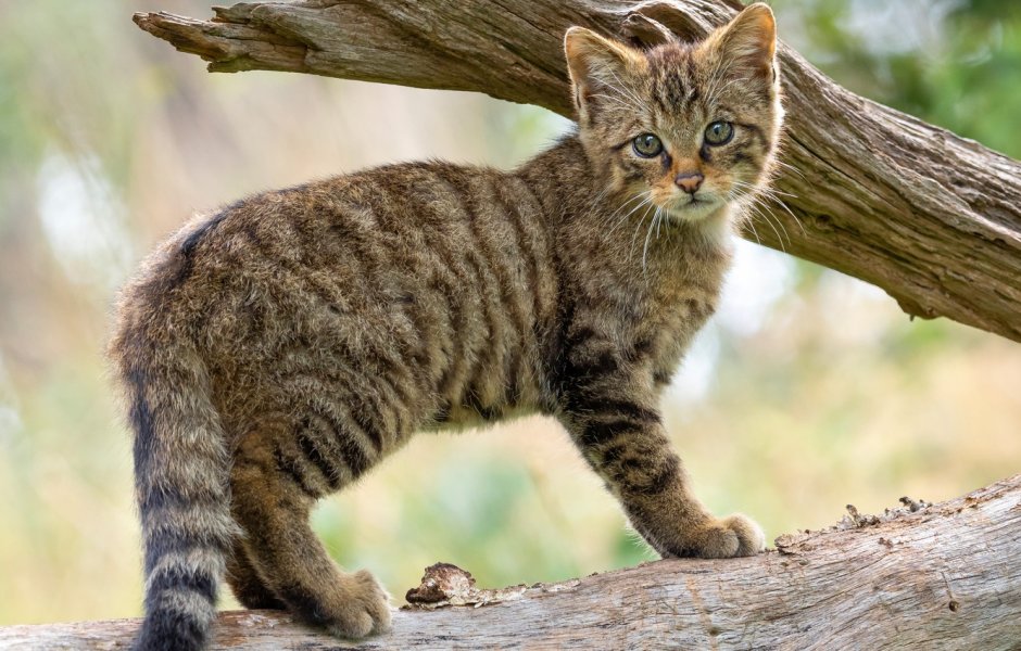 Амурский Лесной кот детеныш
