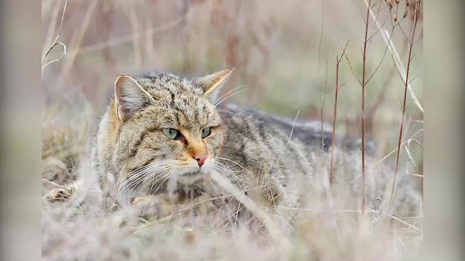 Амурский Лесной кот