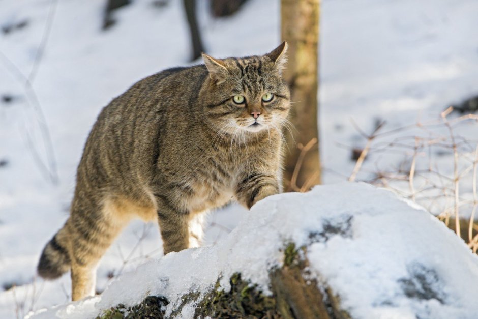 Кавказский дикий Лесной кот