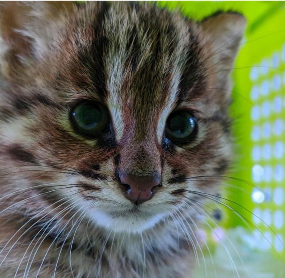 Дальневосточный Лесной котенок