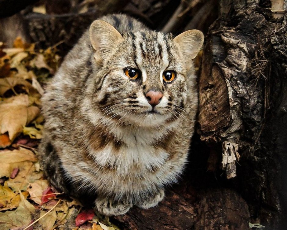 Дальневосточный Амурский Лесной кот