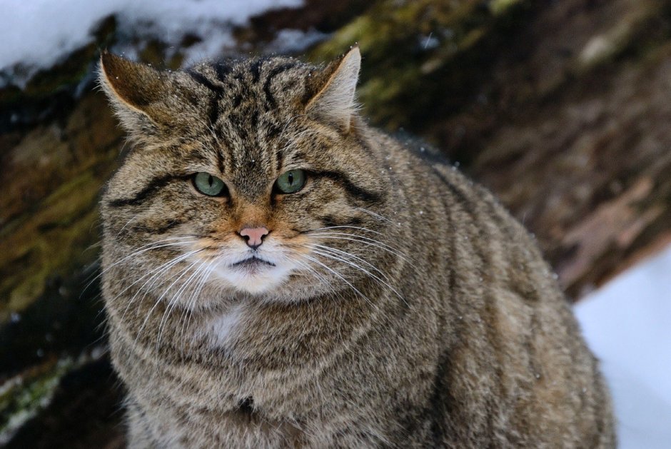 Европейский Лесной кот камышовый