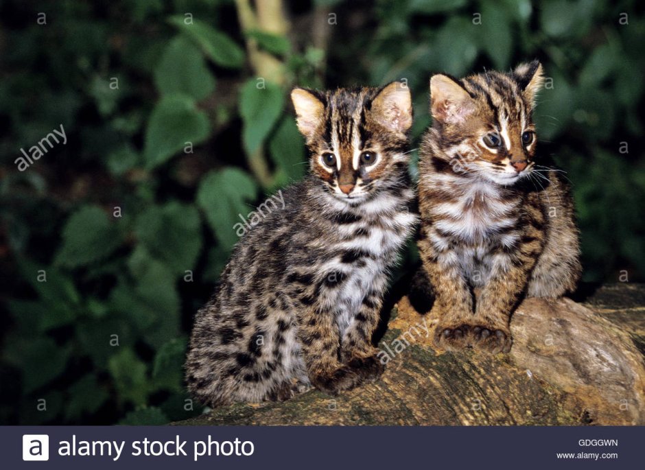 Дальневосточный Лесной кот Prionailurus bengalensis