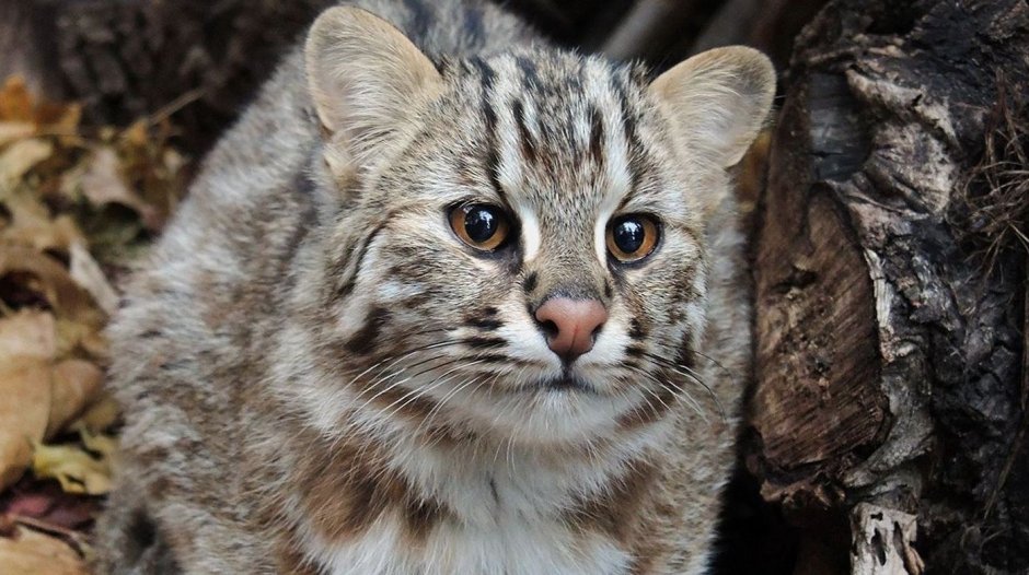 Лесной кот