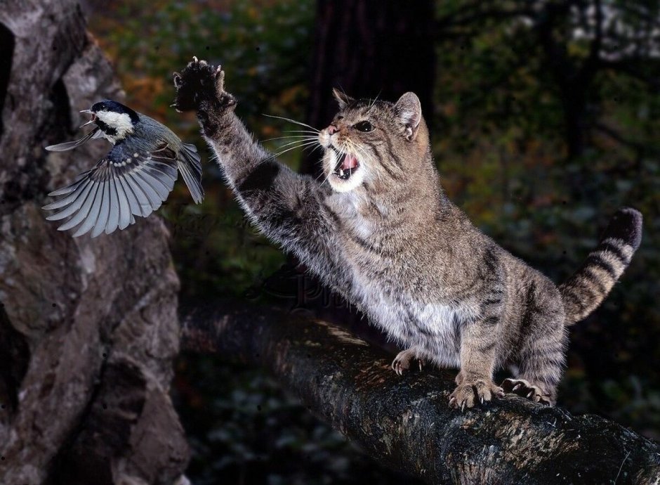 Лесная кошка (Felis Silvestris)