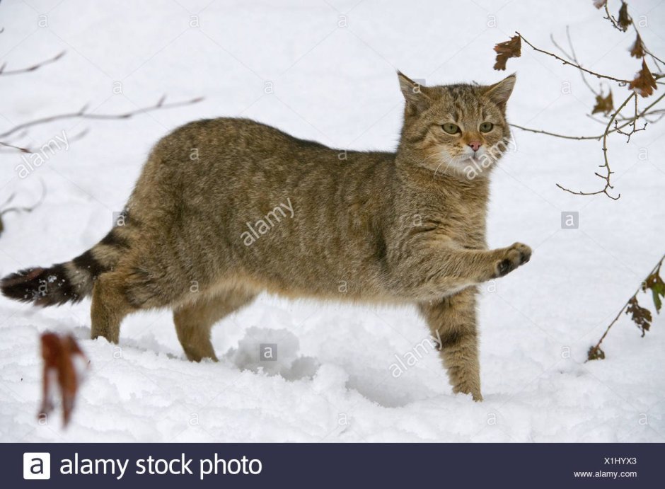 Европейская Дикая Лесная кошка