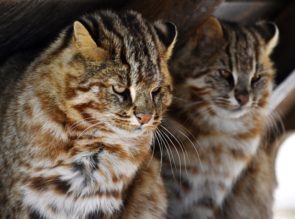 Амурский Лесной кот