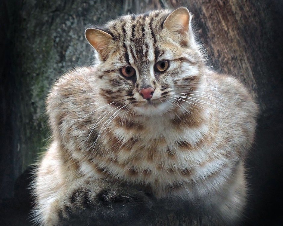 Лесной кот в зоопарке