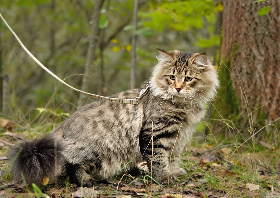 Дикий кот в лесу