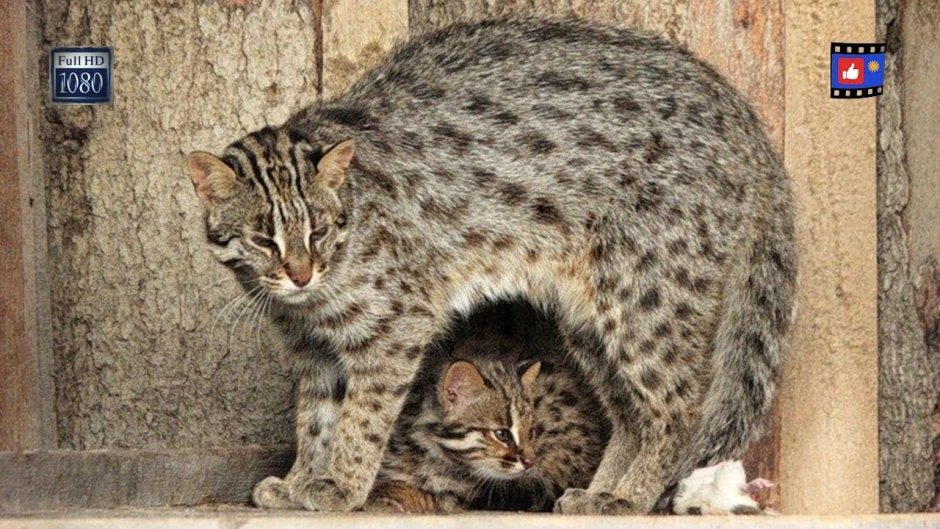 Кошка защищает котят