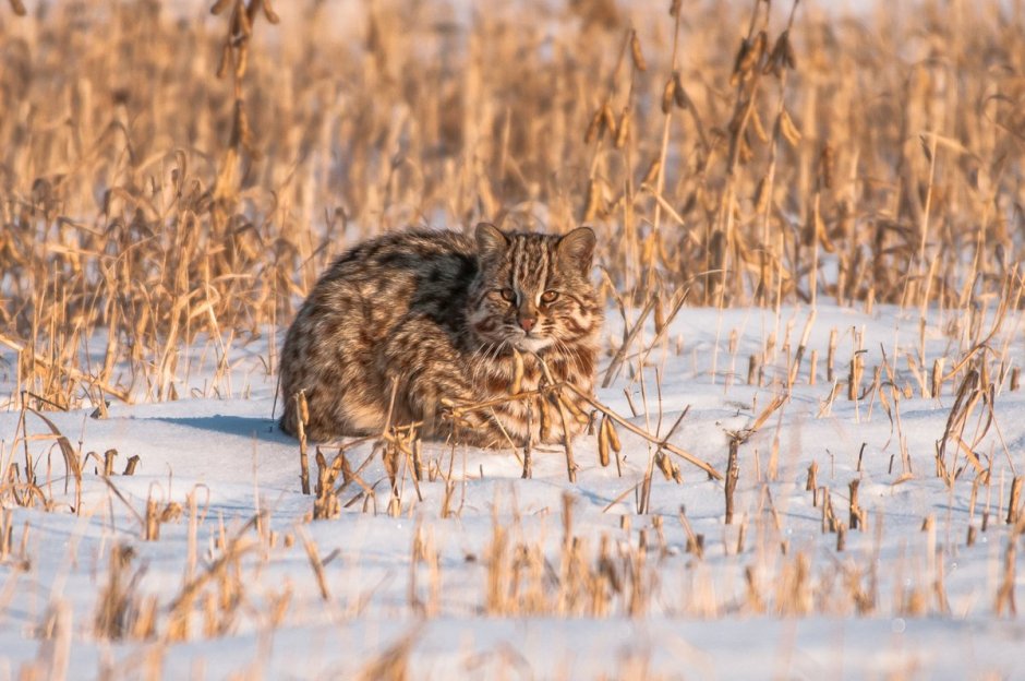 Шотландская Лесная кошка