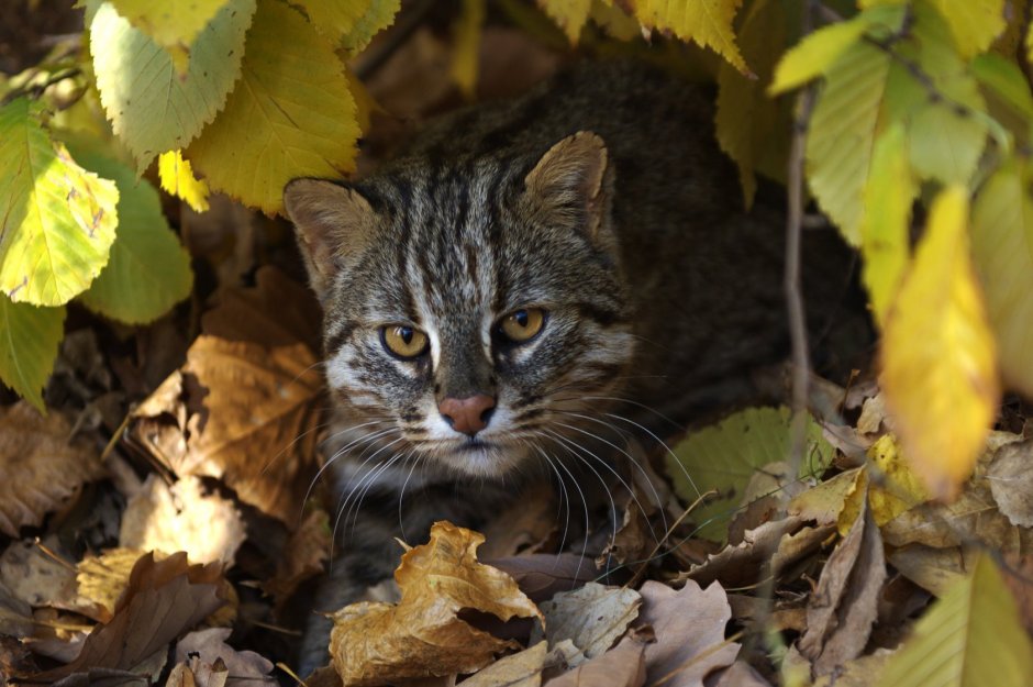 Амурский дикий Лесной кот