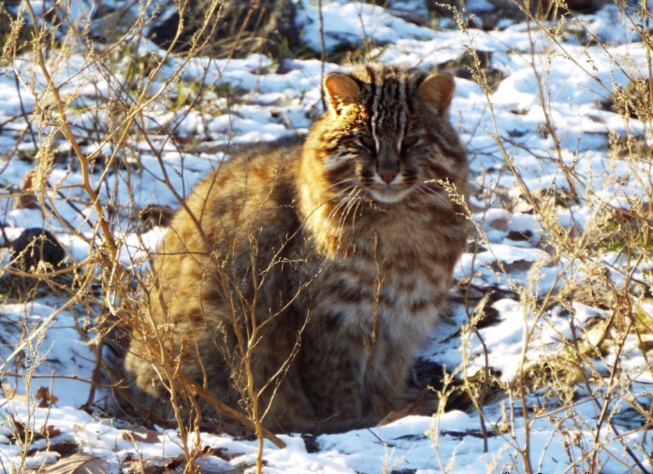 Амурский камышовый кот