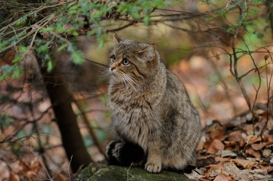 Лесная Дикая кошка коричневая на Урале