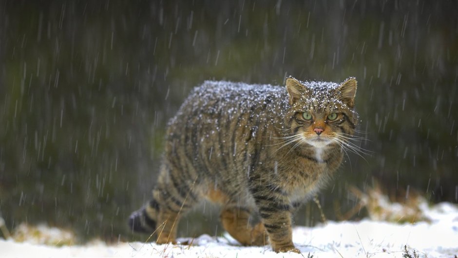 Европейский Лесной кот камышовый дикий
