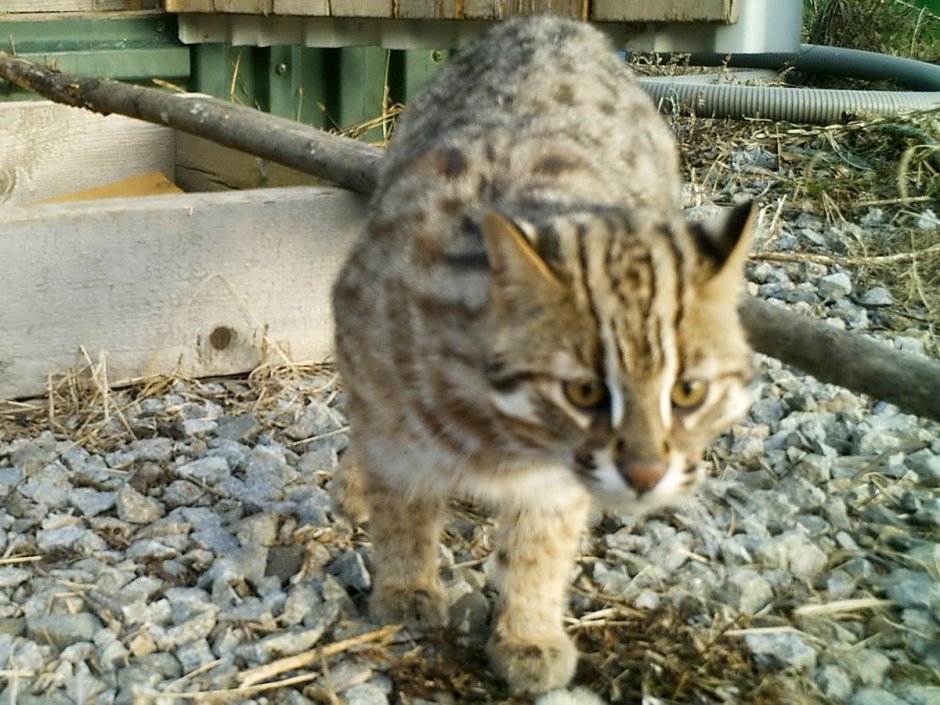 Дальневосточный Лесной кот бегает