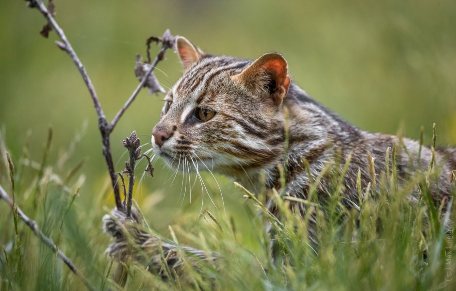 Амурский Лесной кот
