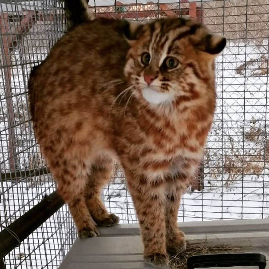 Приморский Лесной кот