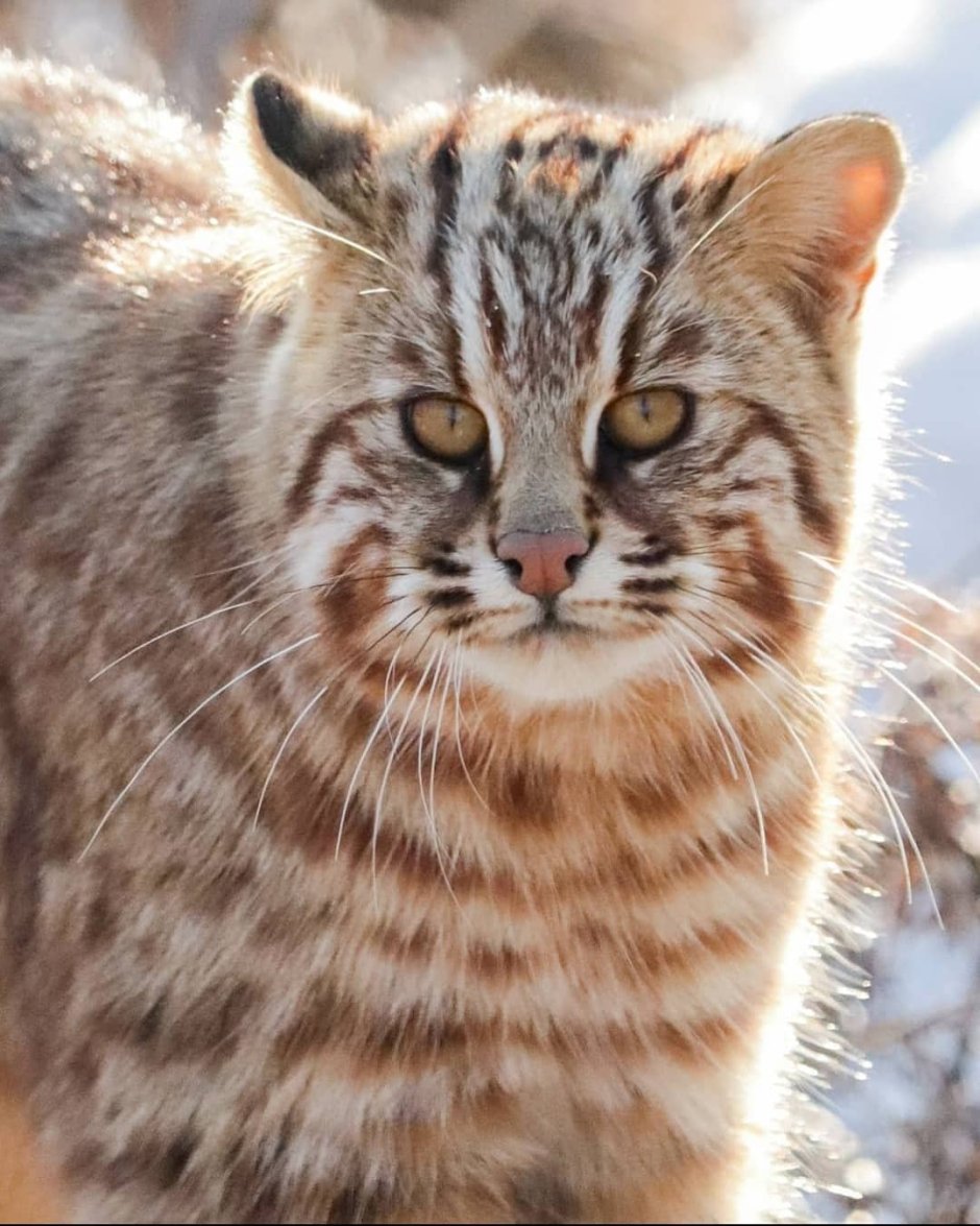 Дальневосточный дикий кот