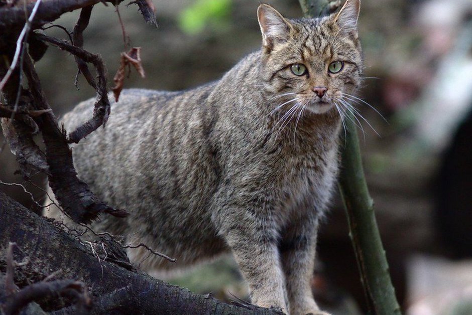 Европейский Лесной кот камышовый