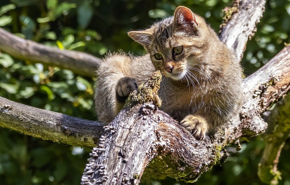 Prionailurus bengalensis euptilurus