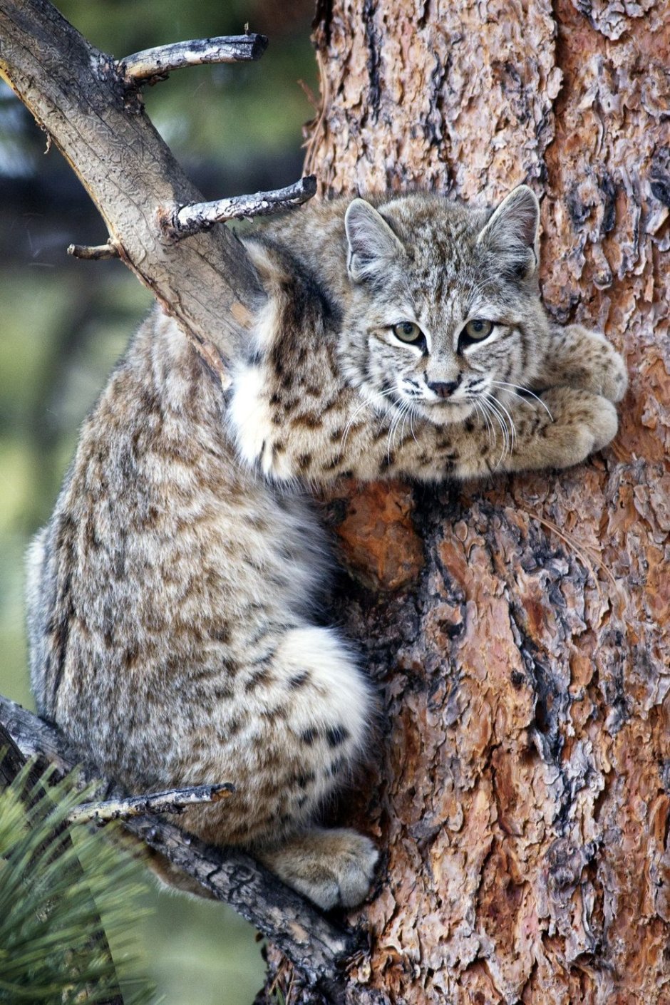 Дальневосточный Амурский Лесной кот