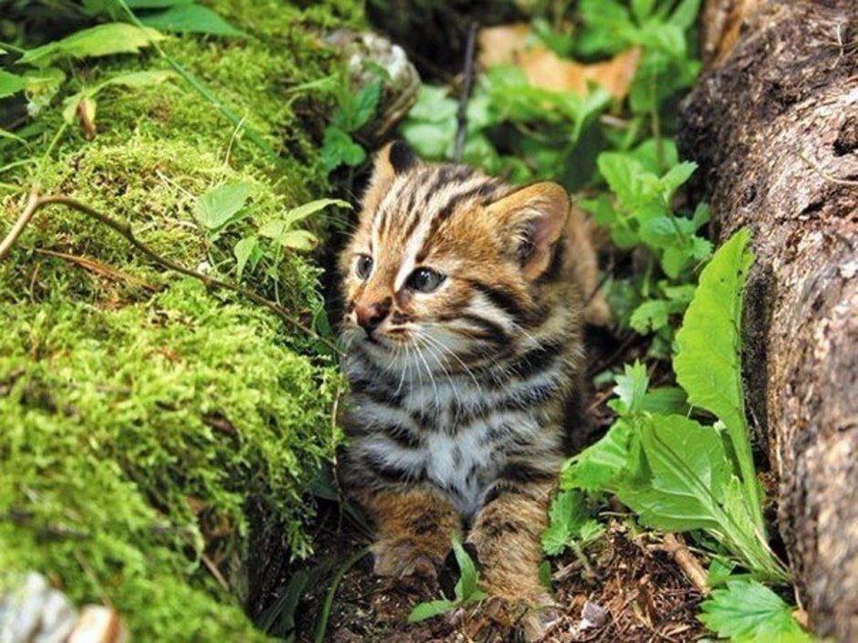 Дальневосточный Лесной кот (Prionailurus bengalensis euptilurus)