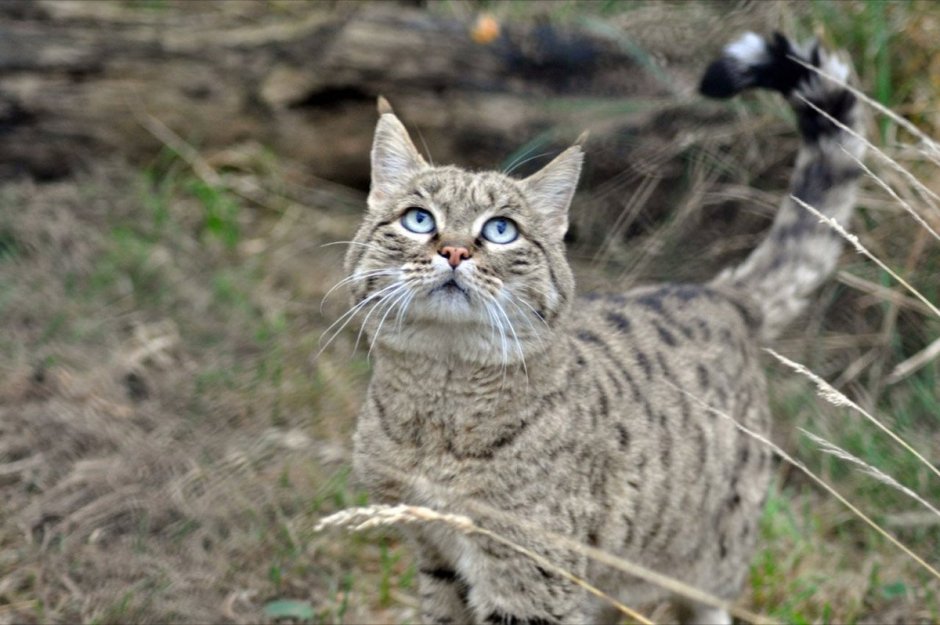 Европейский дикий Лесной кот