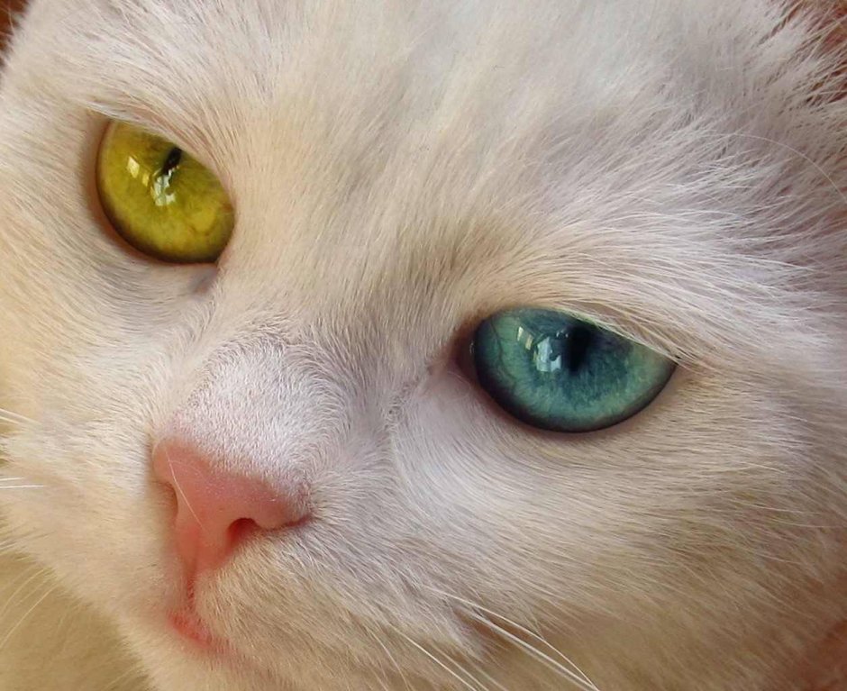 Кошачьи глаза гетерохромия