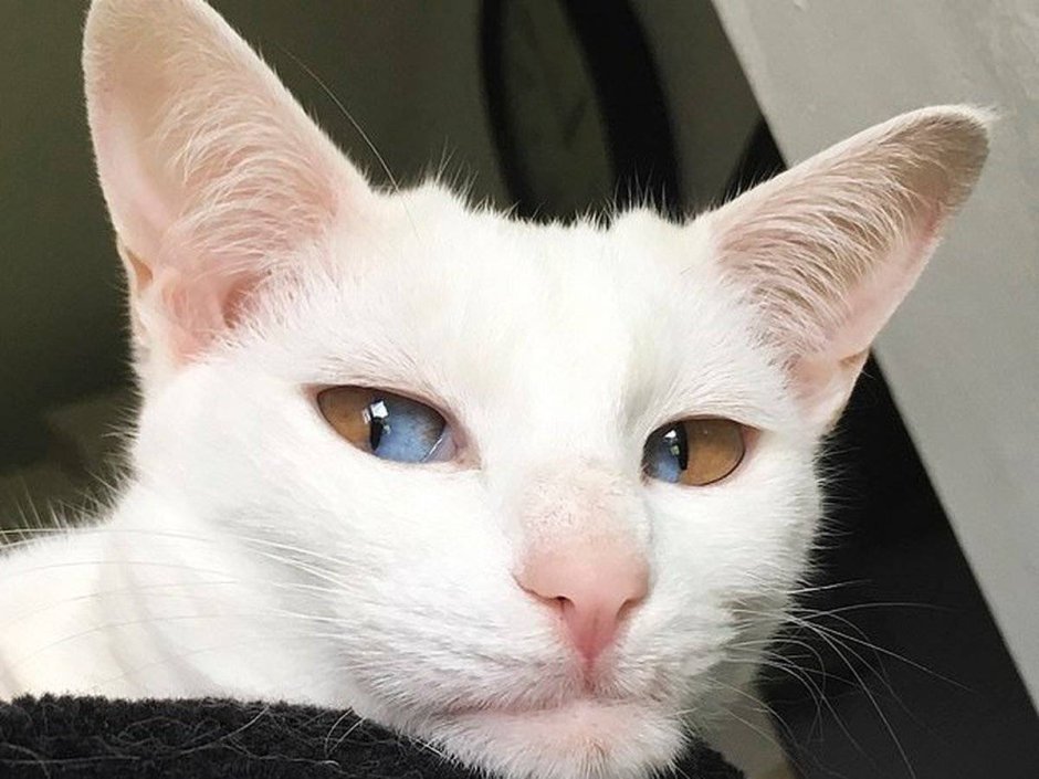 Коты гетерохромия