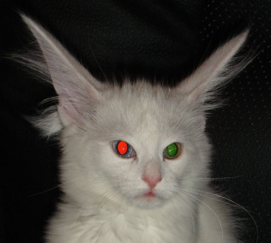 Кот альбинос с красными глазами