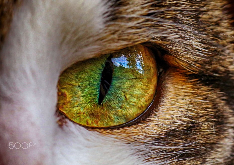 Кошачий зрачок