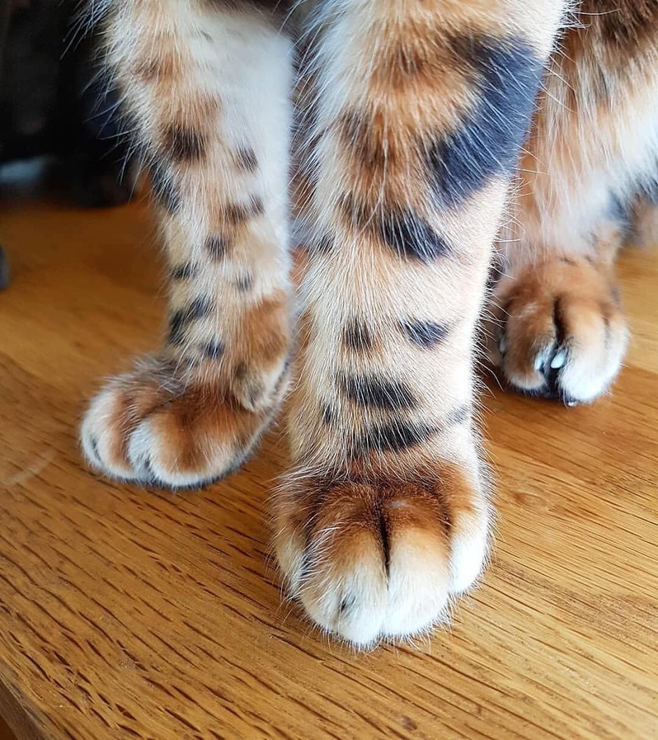 Кошкины лапы