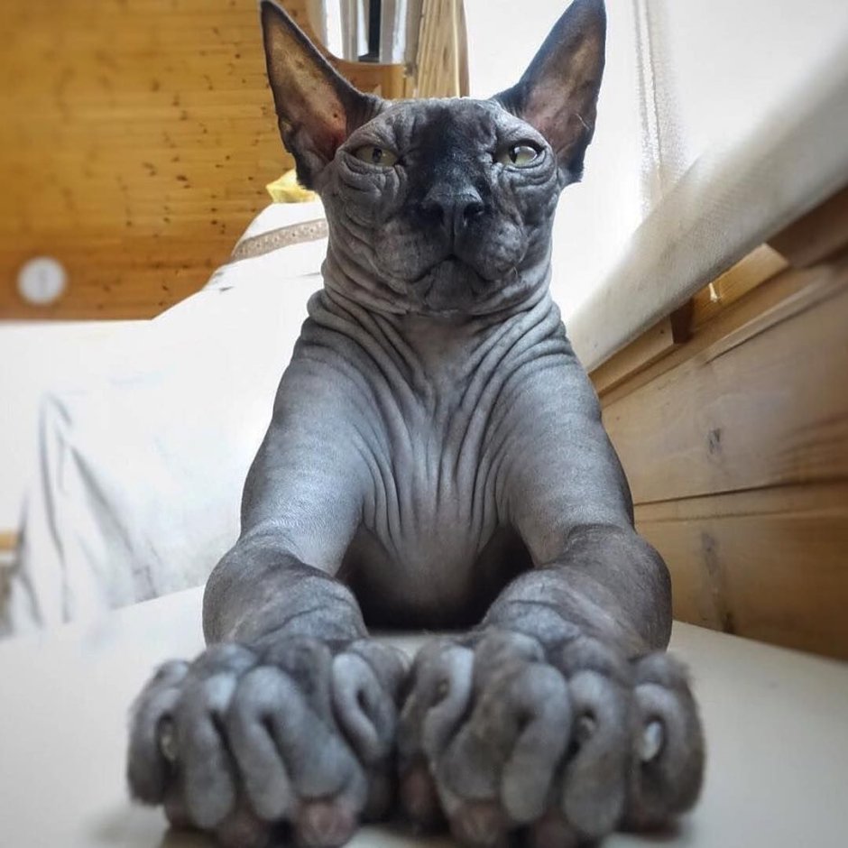 Рыжий Мейн кун молодая кошка