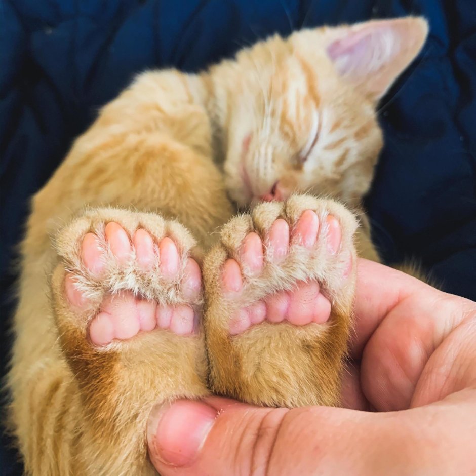 Кошки полидакты