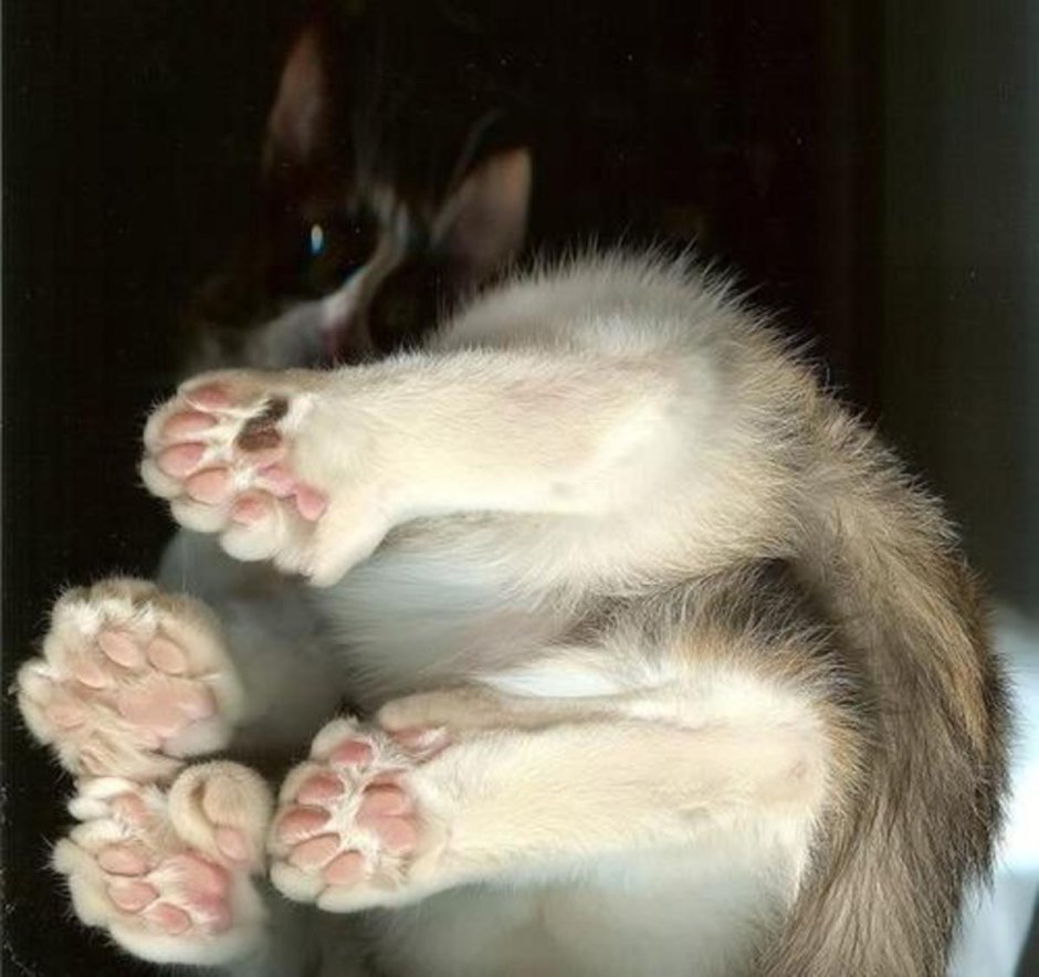 Кот с полидактилией